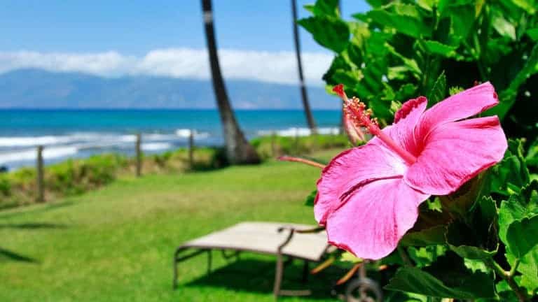 Close up Hibiscus flower at Kahana Village with ocean view background.